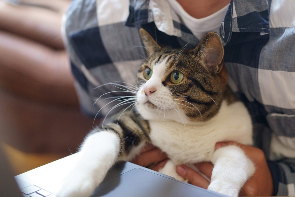 cat, work, technology-5331883.jpg