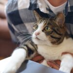 cat, work, technology-5331883.jpg