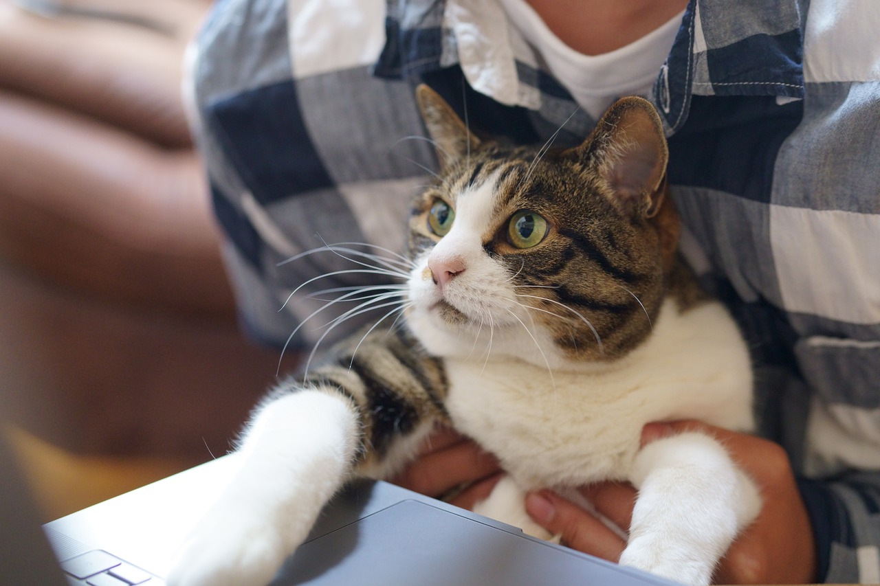 cat, work, technology-5331883.jpg