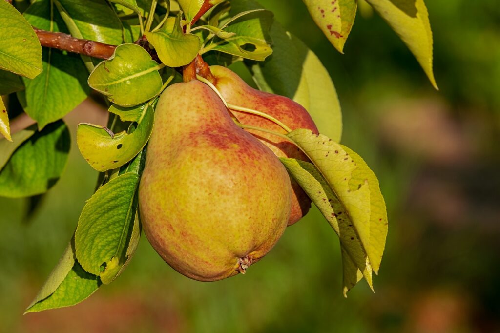 Best Fruits for Weight Loss