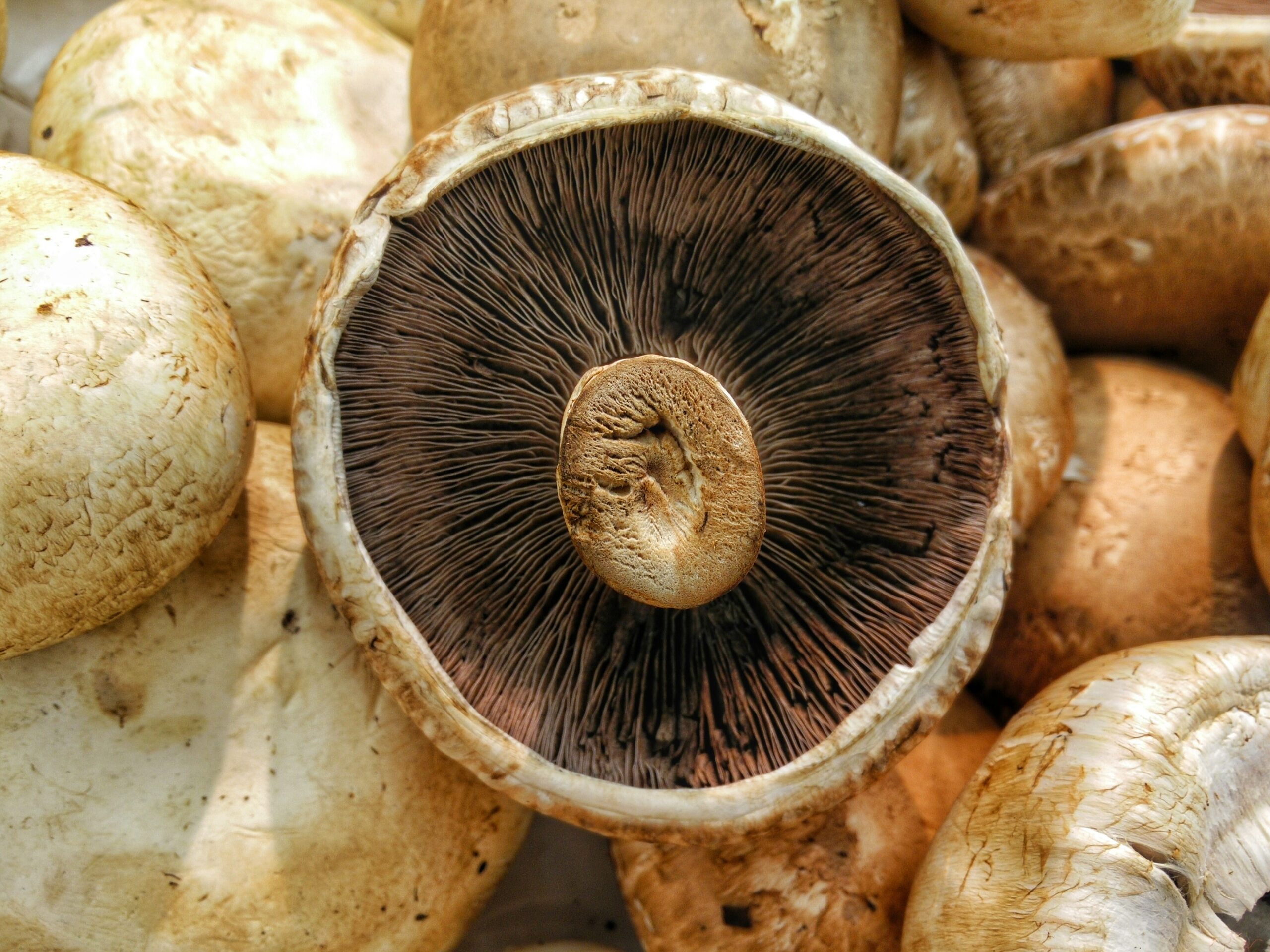 Fresh mushrooms on a table