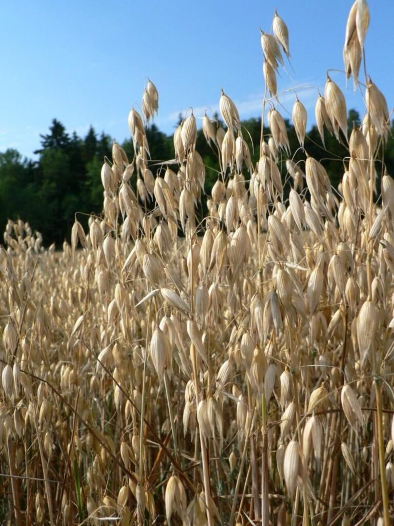 Close-up of oats