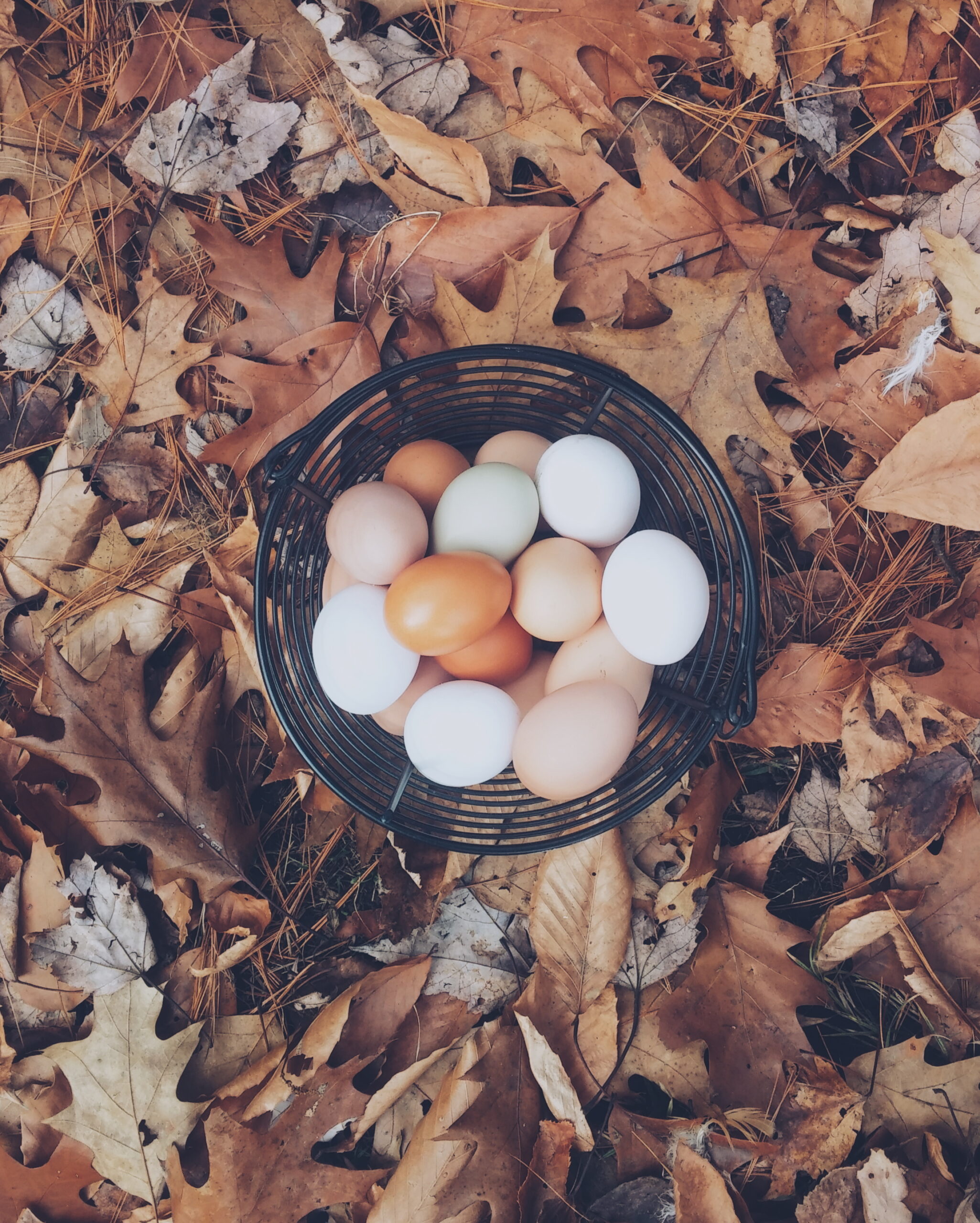Fresh eggs in a bowl